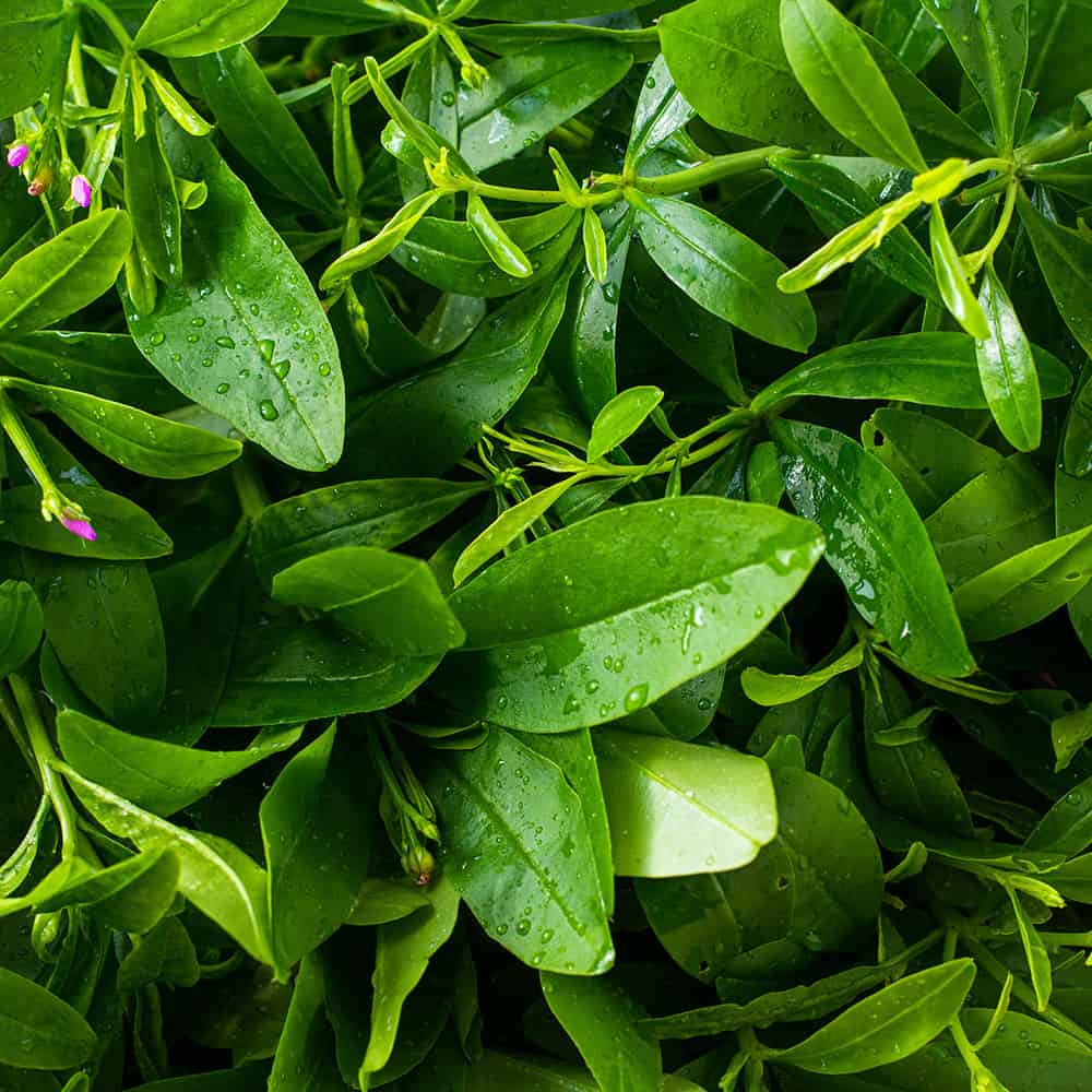 Farm fresh Waterleaf, efo gbure, Jewels of Opar (talinum triangular)