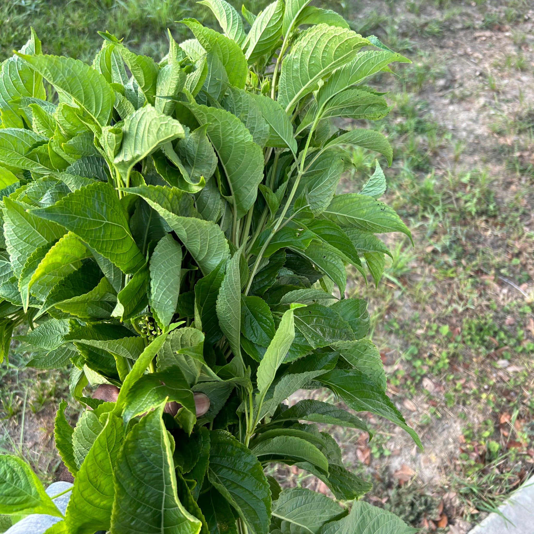 Farm fresh Scentleaf, nchanwu, efinrin, daidoya , Ntonng (Ocimum gratissimum ) one(1) pound per bunch