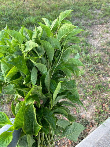 Farm fresh Scentleaf, nchanwu, efinrin, daidoya , Ntonng (Ocimum gratissimum ) one(1) pound per bunch