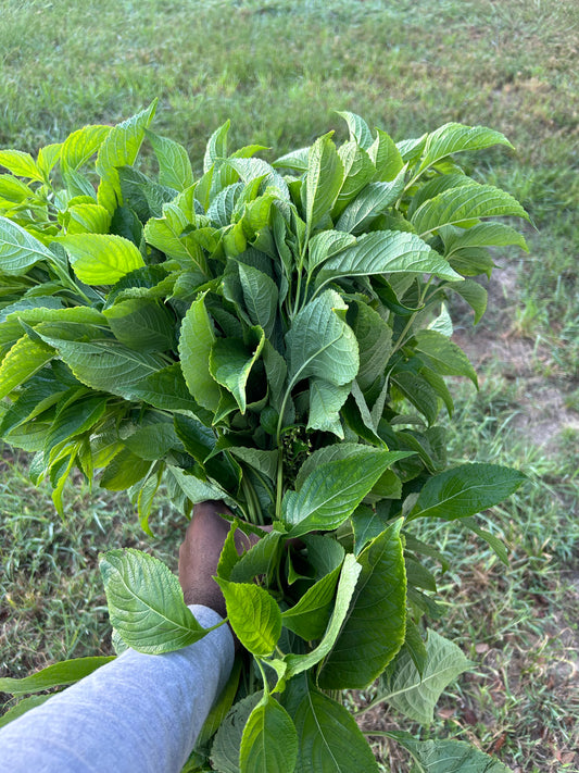 Farm fresh Scentleaf, nchanwu, efinrin, daidoya , Ntonng (Ocimum gratissimum ) one(1) pound per bunch