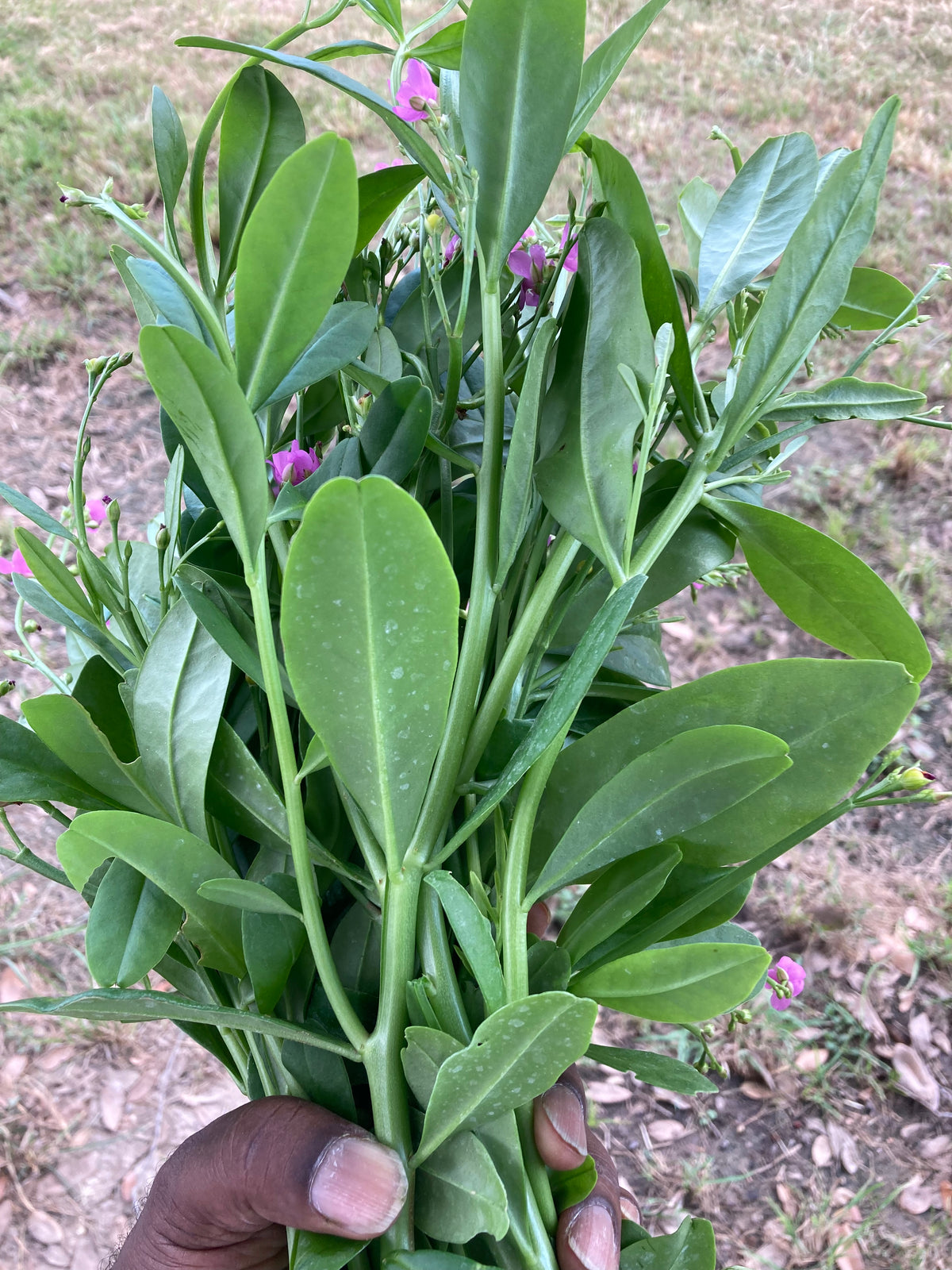 Gbure Farm fresh Waterleaf, efo gbure, Jewels of Opar (talinum triangular)