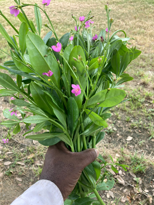 Farm fresh Waterleaf, efo gbure, Jewels of Opar (talinum triangular) (one pound per bunch)